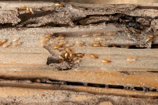 Best Wildlife Control Services  in Victoria, KS